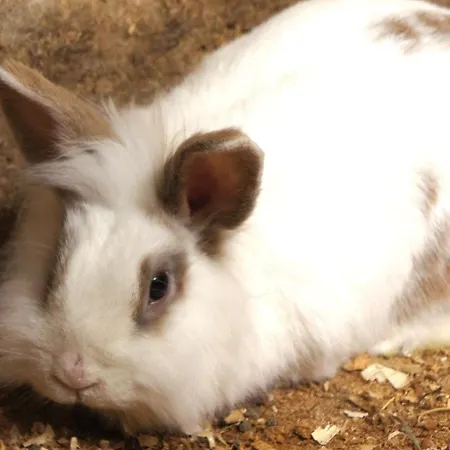 Dirtlergut * Haus im Ennstal