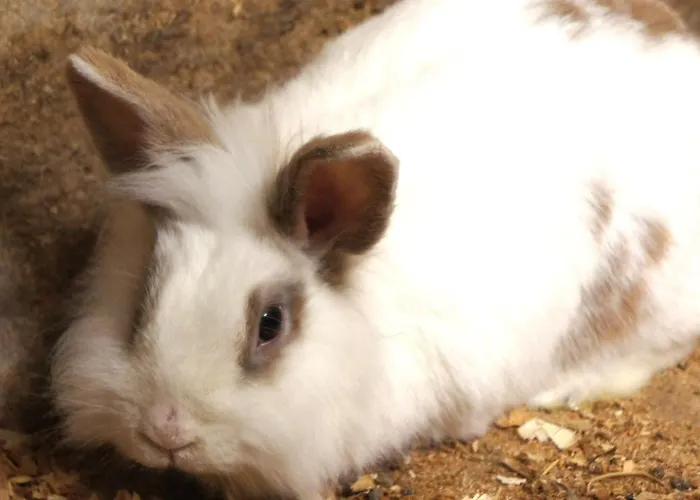 Dirtlergut * هاوس إم إنيستال